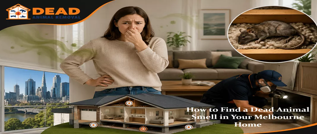 Dead Animal Smell Removal