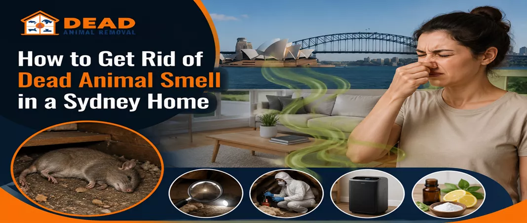 Get Rid of Dead Animal Smell in Sydney