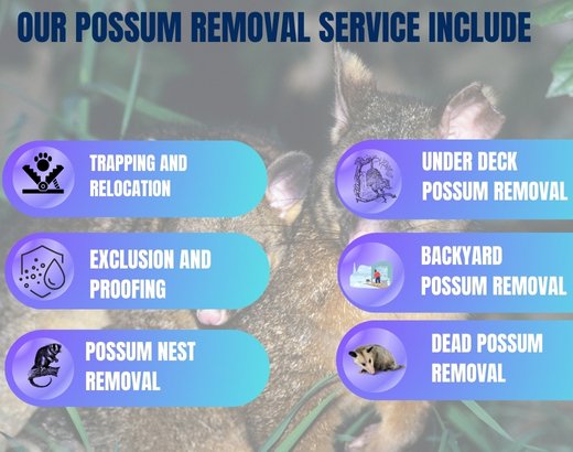 Our Possum Removal Service Include />
            </div>
            <div class=