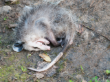 Dead Possum Removal