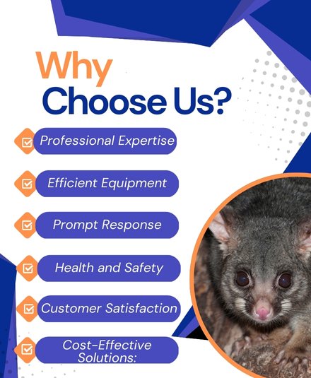 Why choose Us for Possum Removal Service